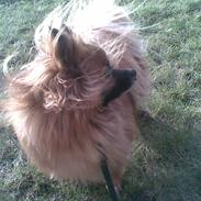 Blanding af racer sussi