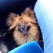 Blanding af racer sussi