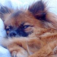 Blanding af racer sussi