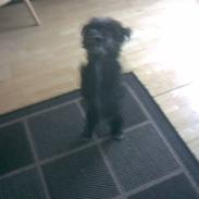 Bichon havanais Castro, givet til Farmor<3