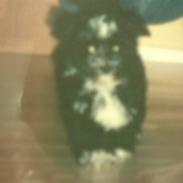 Bichon havanais Castro, givet til Farmor<3