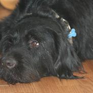 Blanding af racer Blackie ( Solgt)