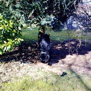 Blanding af racer Blackie ( Solgt)