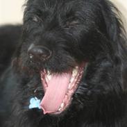 Blanding af racer Blackie ( Solgt)