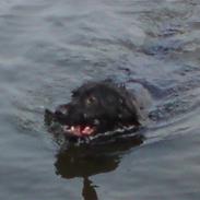 Blanding af racer Blackie ( Solgt)