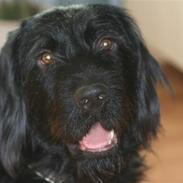 Blanding af racer Blackie ( Solgt)