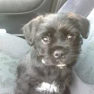 Blanding af racer King