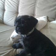 Blanding af racer King