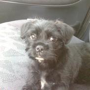 Blanding af racer King