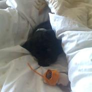 Blanding af racer King