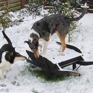 Collie korthåret Taiko