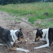 Collie korthåret Taiko