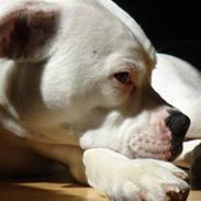 Amerikansk bulldog Baby