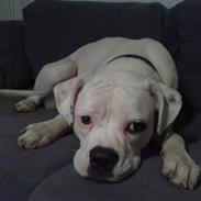 Amerikansk bulldog Baby