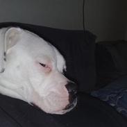 Amerikansk bulldog Baby