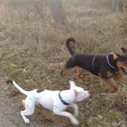 Amerikansk bulldog Baby