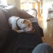 Amerikansk bulldog Baby