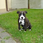 Staffordshire bull terrier Bonzai-staff Liva 