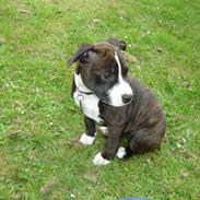 Staffordshire bull terrier Bonzai-staff Liva 