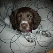 Kleiner münsterländer Lady