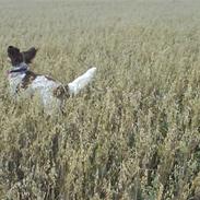 Kleiner münsterländer Lady