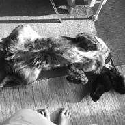 Kleiner münsterländer Lady