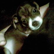 Dansk svensk gaardhund Bette MY