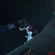 Dansk svensk gaardhund Bette MY