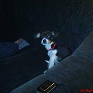 Dansk svensk gaardhund Bette MY