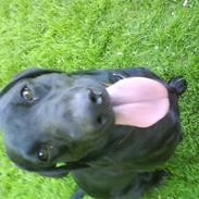 Labrador retriever Freja