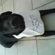 Labrador retriever Freja