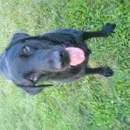 Labrador retriever Freja