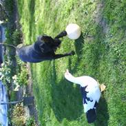 Labrador retriever Freja