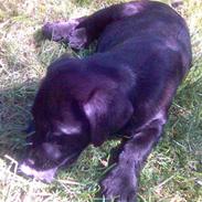 Labrador retriever Freja