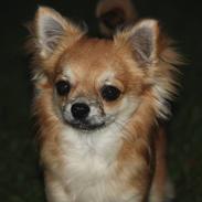 Chihuahua Guincho R.I.P.