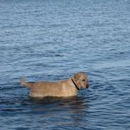 Blanding af racer Max