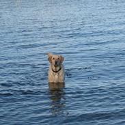 Blanding af racer Max