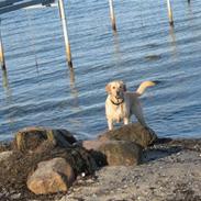 Blanding af racer Max