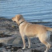 Blanding af racer Max