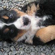 Berner sennenhund Diva