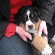 Berner sennenhund Diva