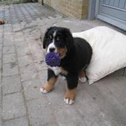 Berner sennenhund Diva