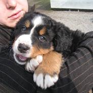 Berner sennenhund Diva