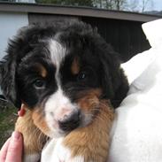 Berner sennenhund Diva