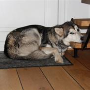 Alaskan malamute Uniq