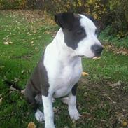 Amerikansk staffordshire terrier Angel