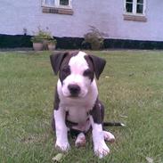 Amerikansk staffordshire terrier Angel