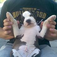 Amerikansk staffordshire terrier Angel