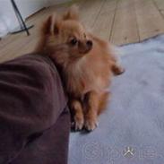 Pomeranian Chica