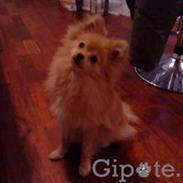 Pomeranian Chica
